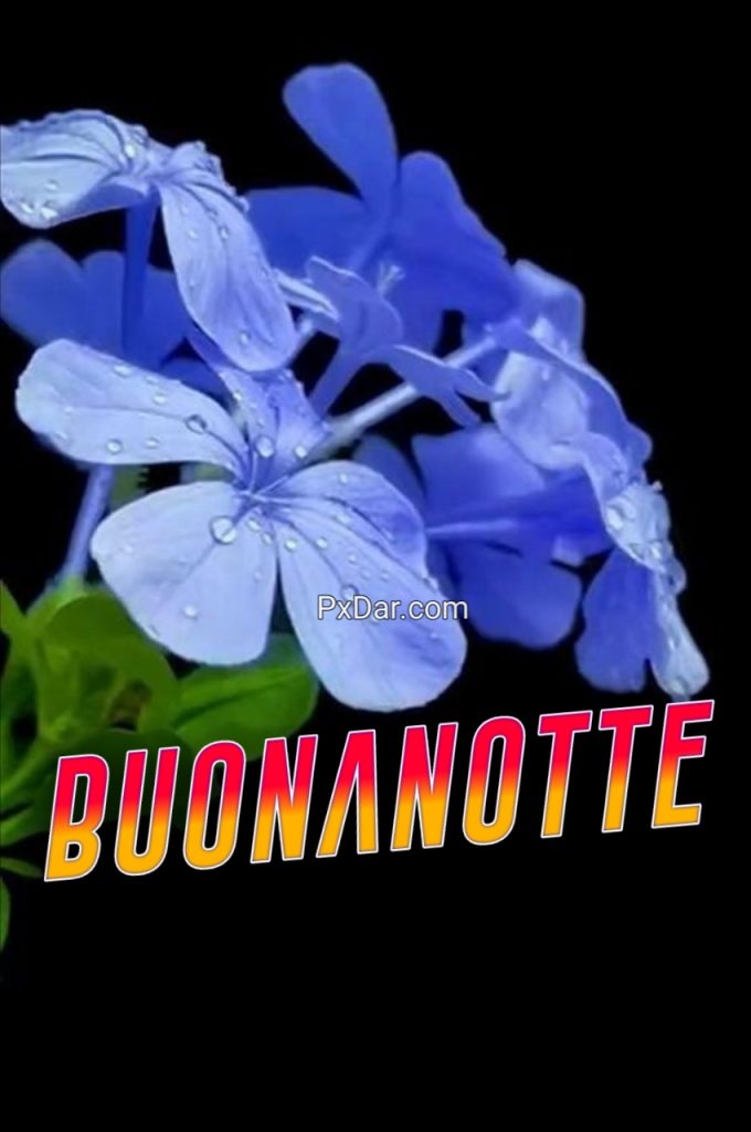 Bello Speciale Buonanotte Gif