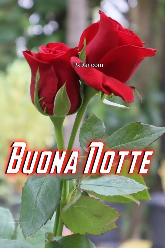 Buon Riposo Serena Notte