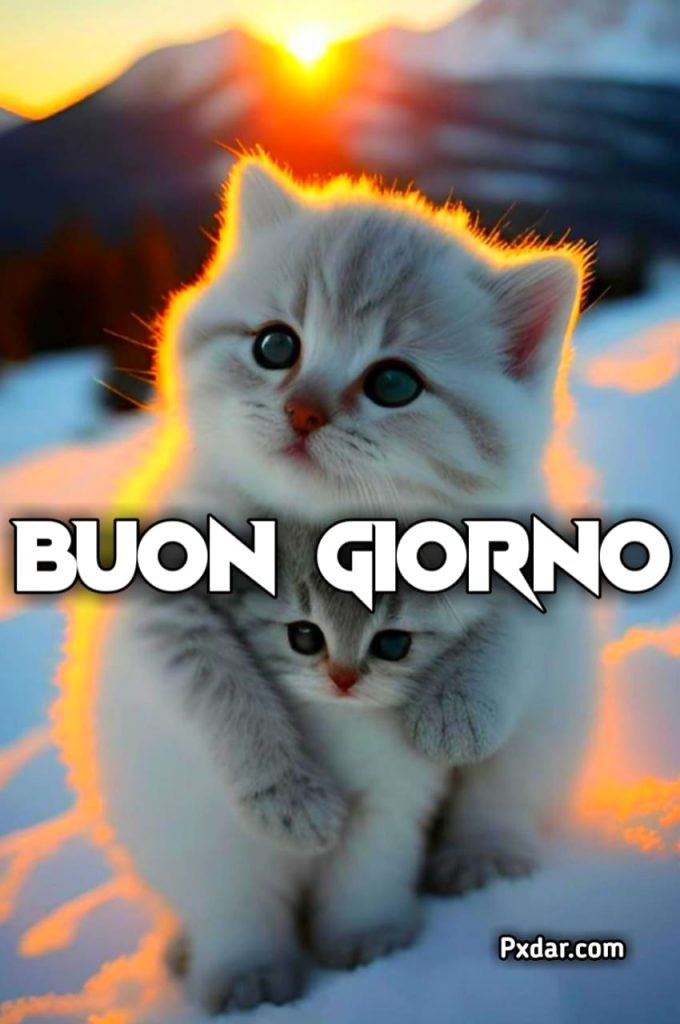 Buona Giornata Gatti