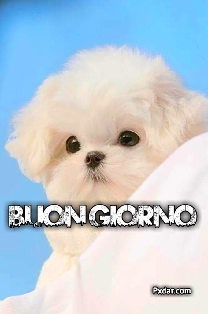 Buonanotte Cani Immagini