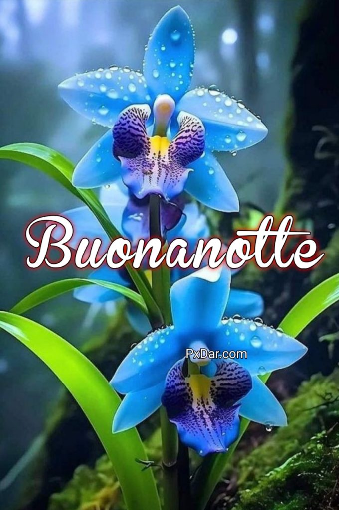 Buonanotte Con Affetto Immagini Belle Whatsapp Gratis