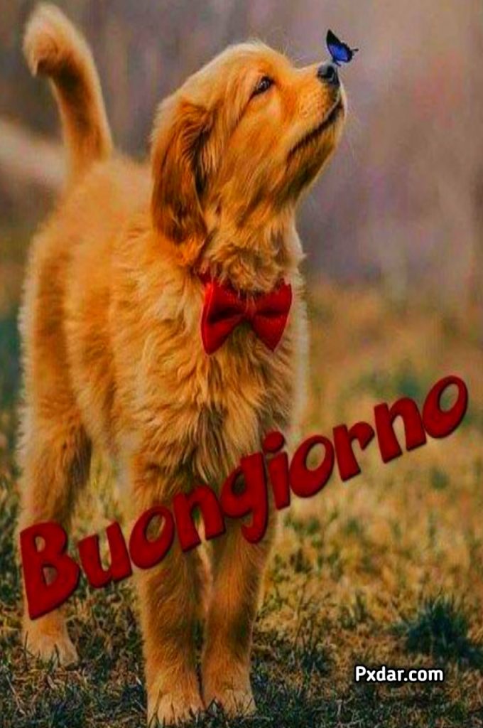 Buonanotte Con Cagnolini Gif