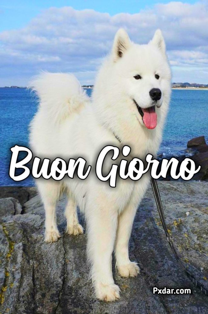 Buonanotte Con Cani E Gatti Gif