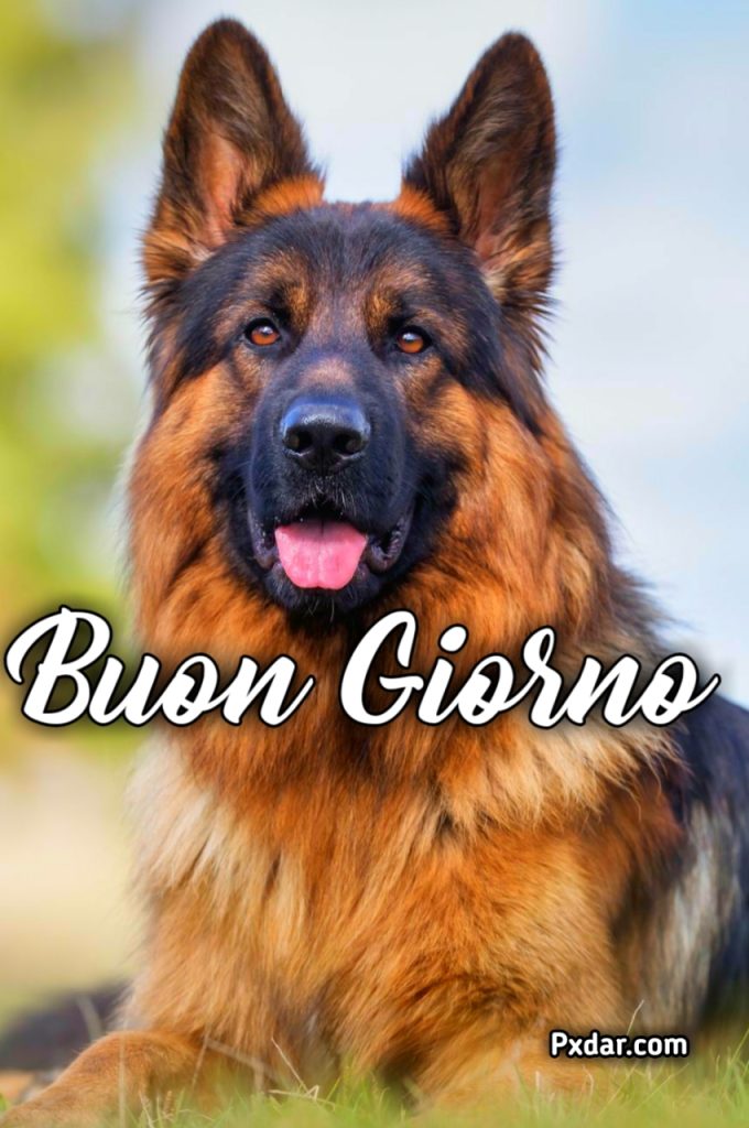 Buonanotte Con Cani Gif