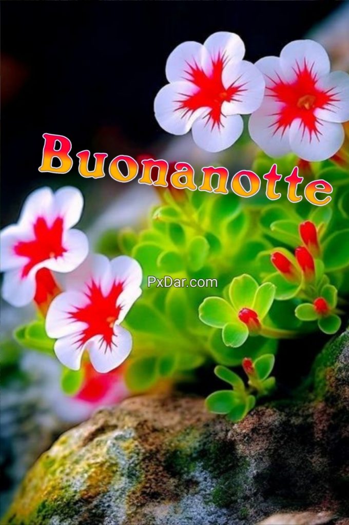 Buonanotte Speciale