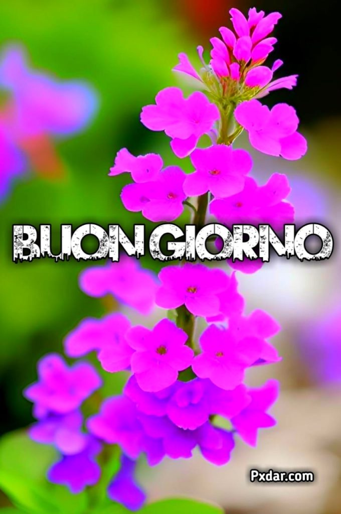 Buongiorno Allegro Immagini