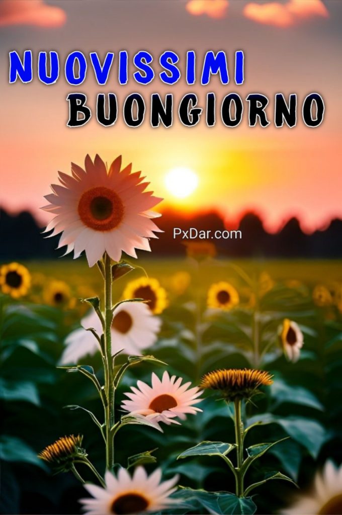 Buongiorno Bellissimi