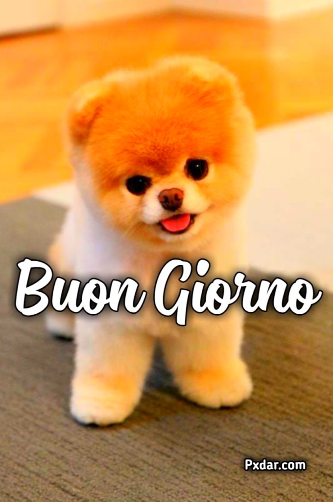 Buongiorno Cagnolini Gif