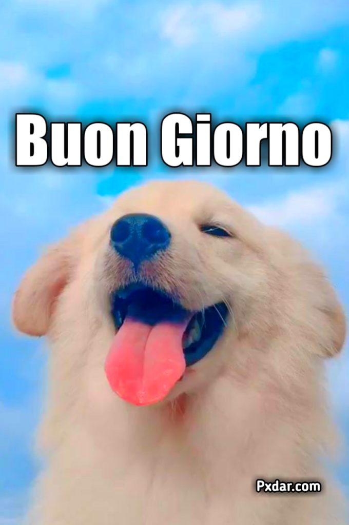 Buongiorno Cane