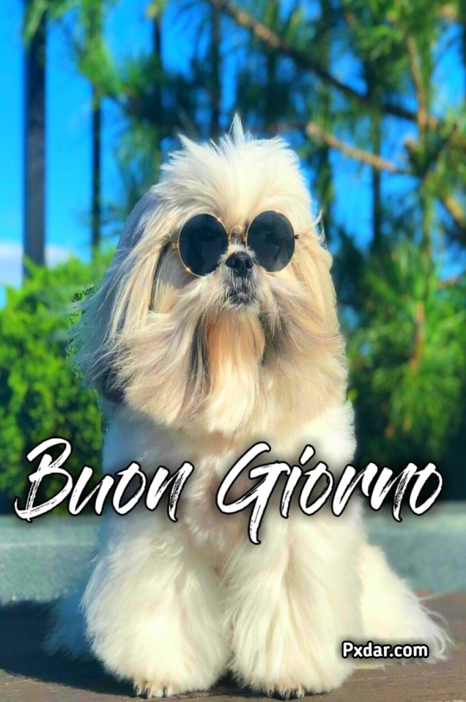 Buongiorno Cani Divertenti