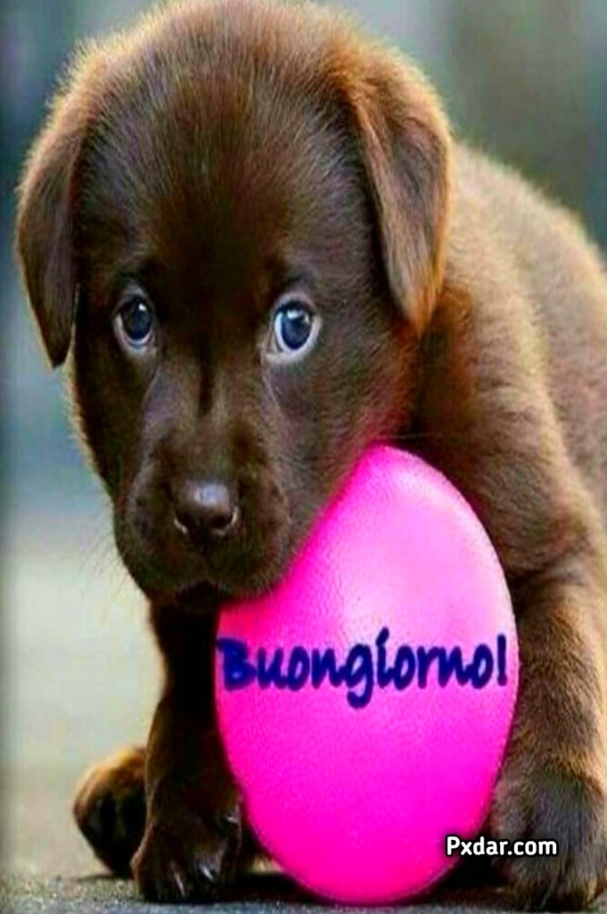 Buongiorno Cani Gif