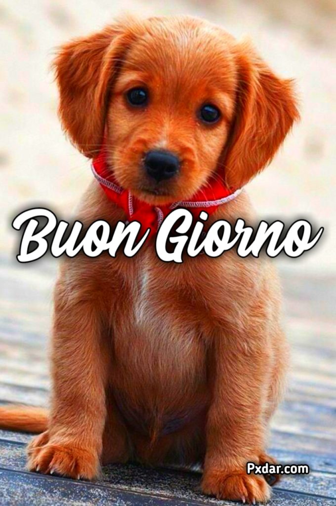 Buongiorno Cani Gif