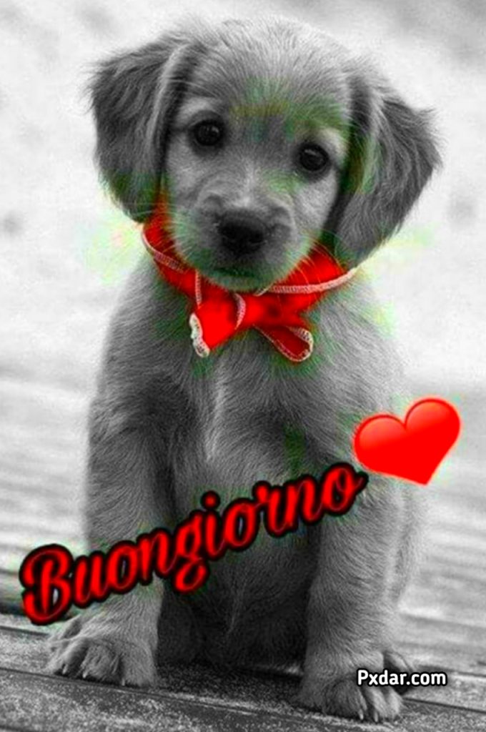 Buongiorno Con Cani Gif