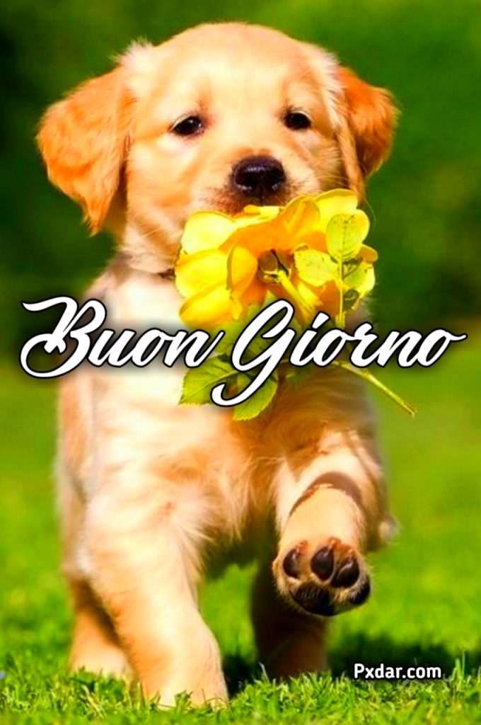 Buongiorno Con Cani Gif