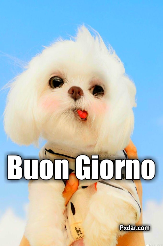 Buongiorno Con Cani Immagini