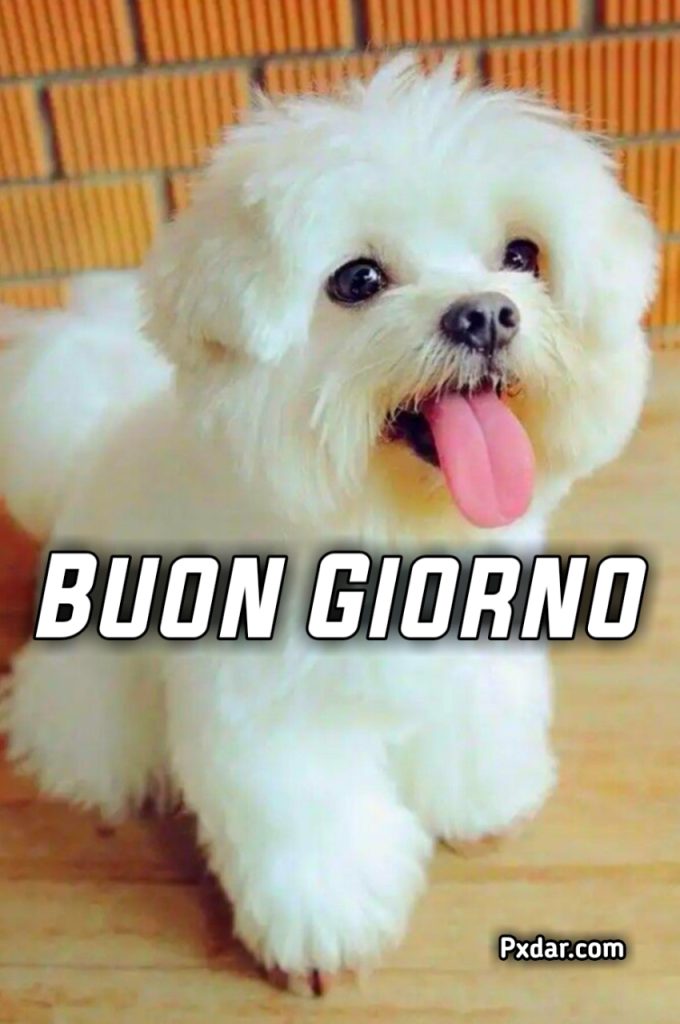 Buongiorno Con I Cani