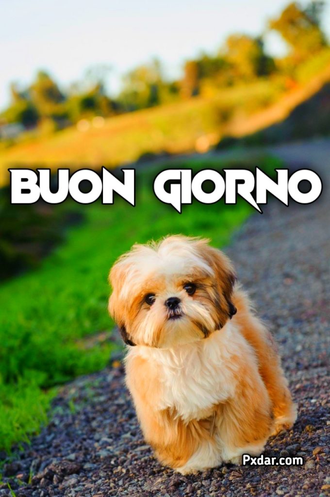 Buongiorno Cuccioli