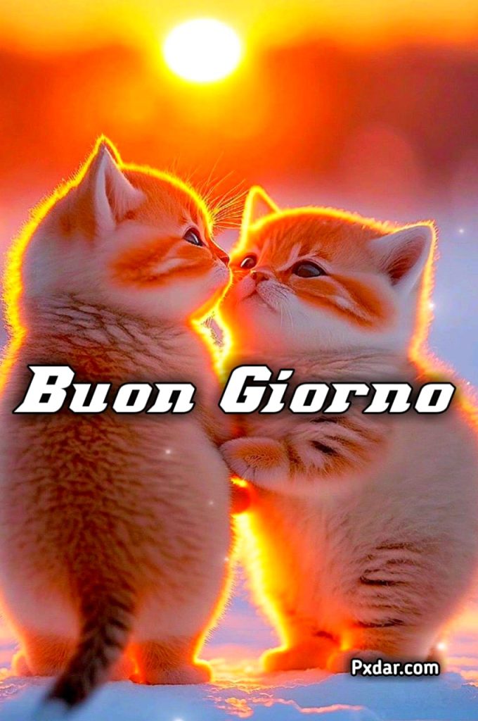 Buongiorno Gatti Gif