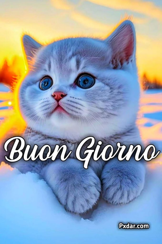 Buongiorno Gatti Simpatici