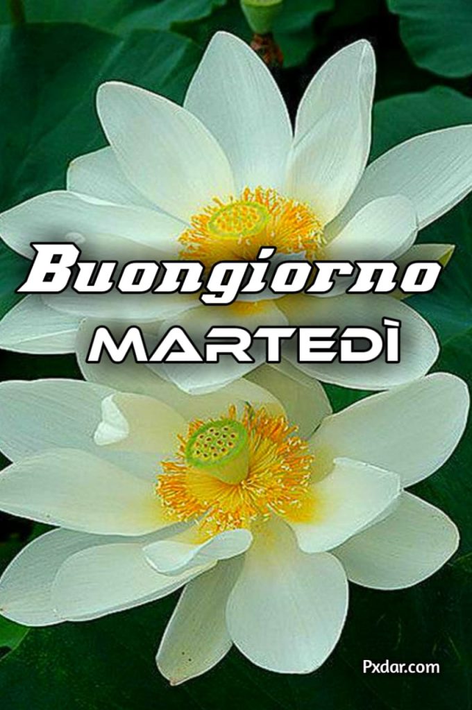 Buongiorno Martedì Immagini Nuove