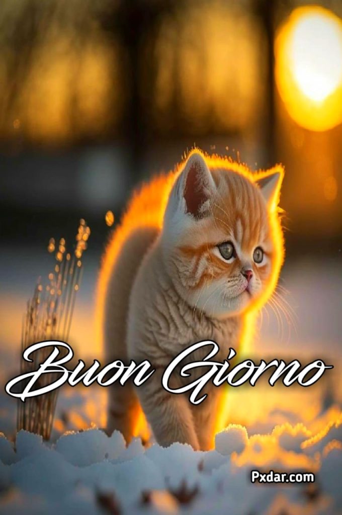 Gatti Buongiorno