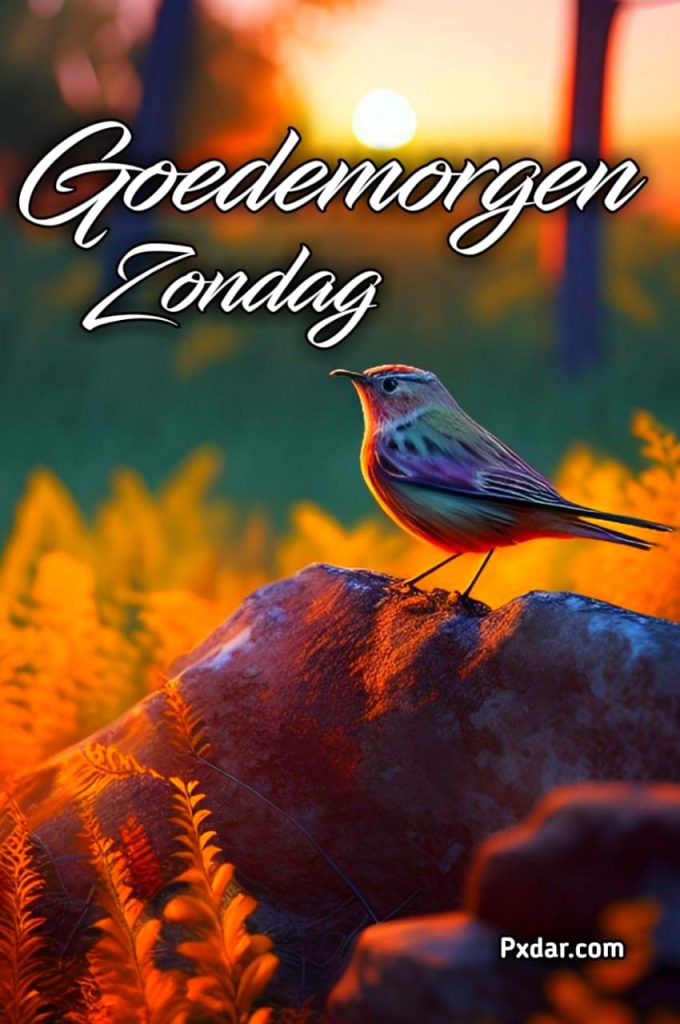 Goedemorgen Zondag Afbeeldingen