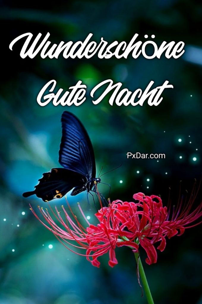 Gute Nacht Bilder Kostenlos Whatsapp