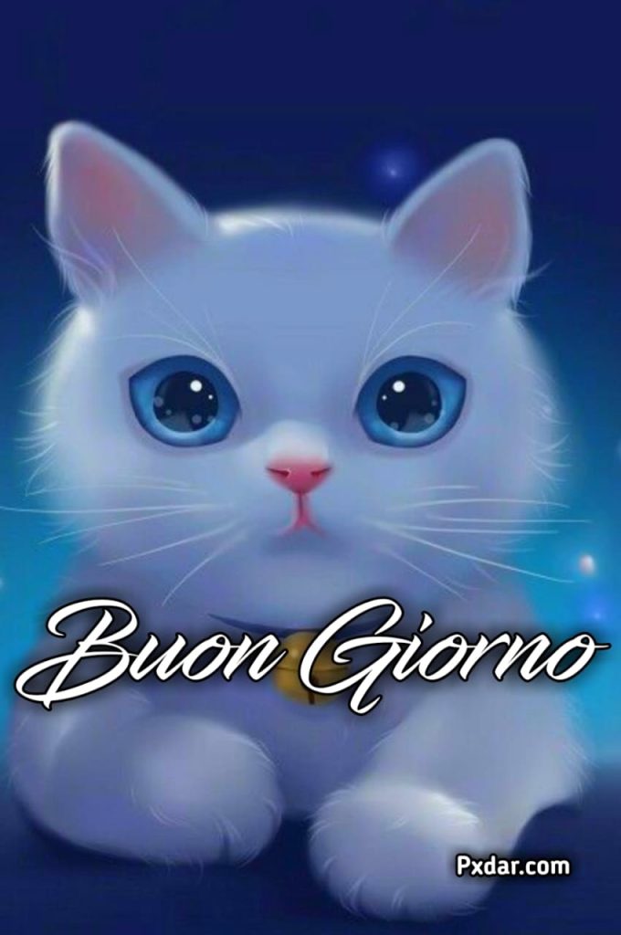 Immagini Buonanotte Gatti Nuove