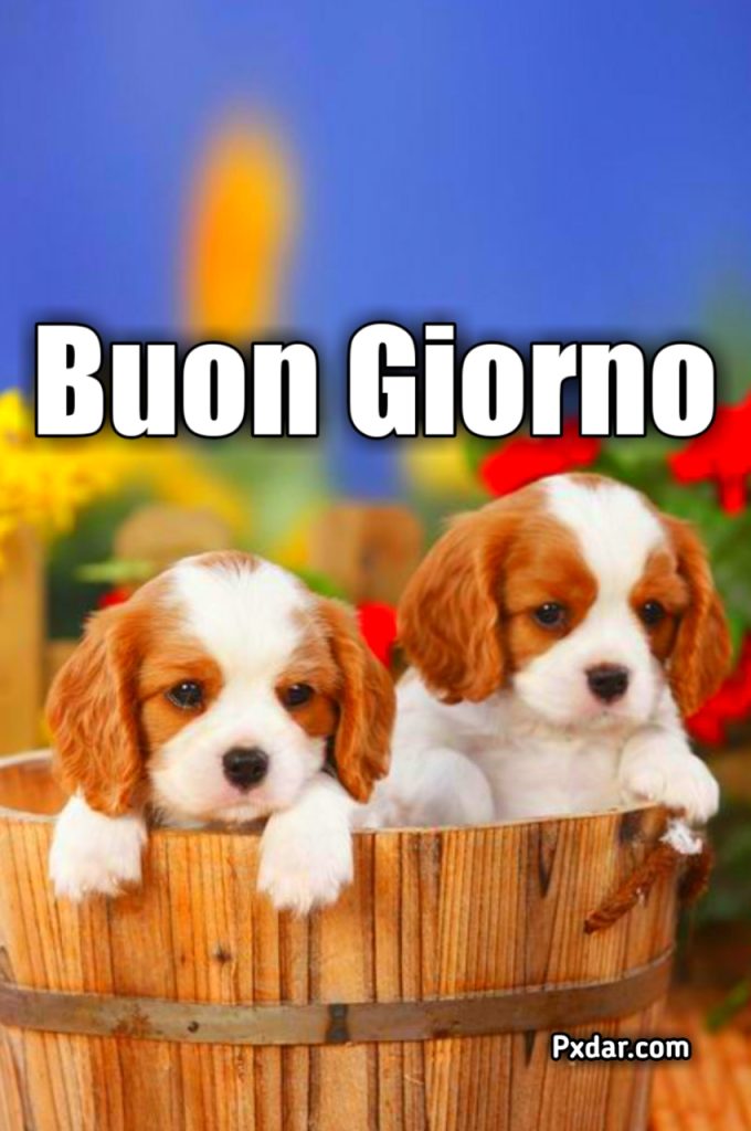 Immagini Buongiorno Con Cani