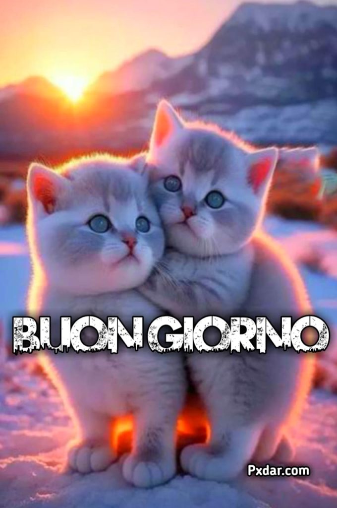 Immagini Buongiorno Gatti