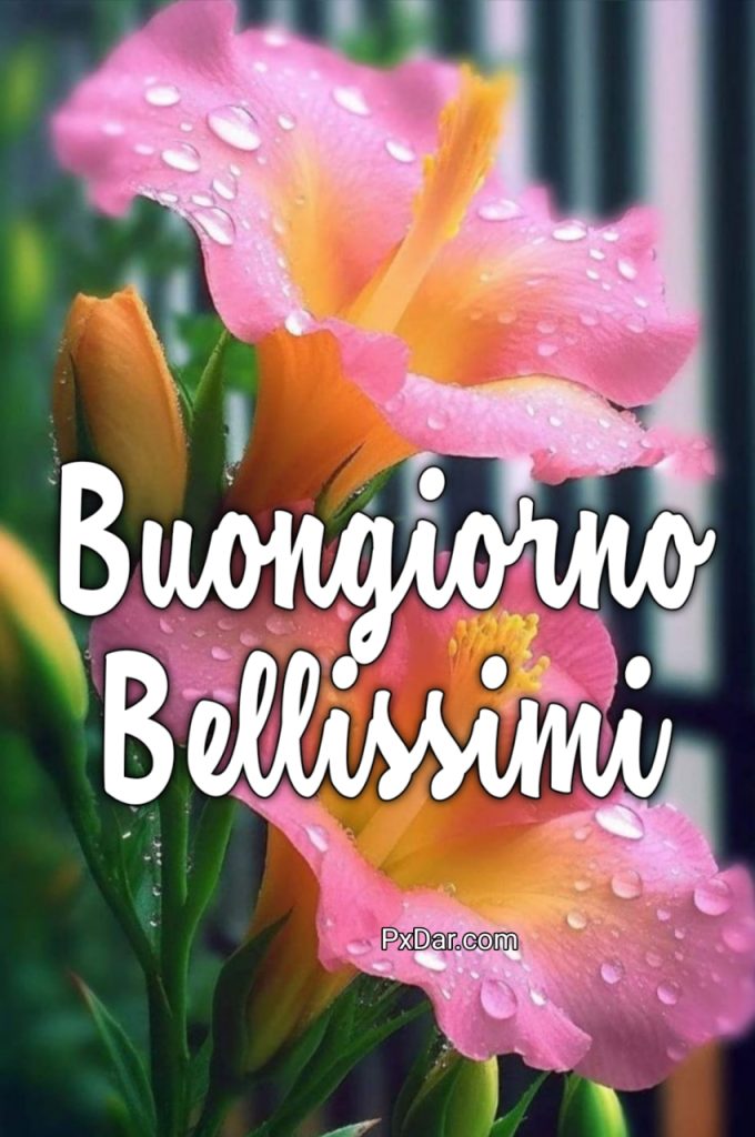 Link Del Buongiorno Bellissimi