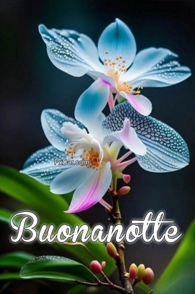 Pietra Bianca Buonanotte Originalissima