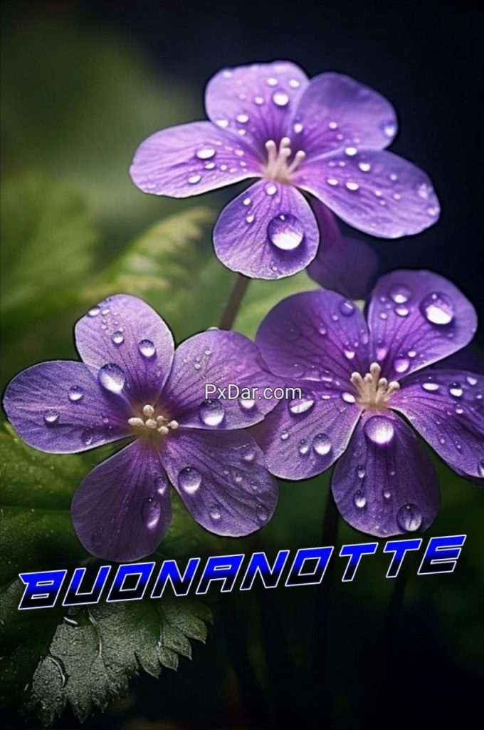 Speciale Buonanotte Gif