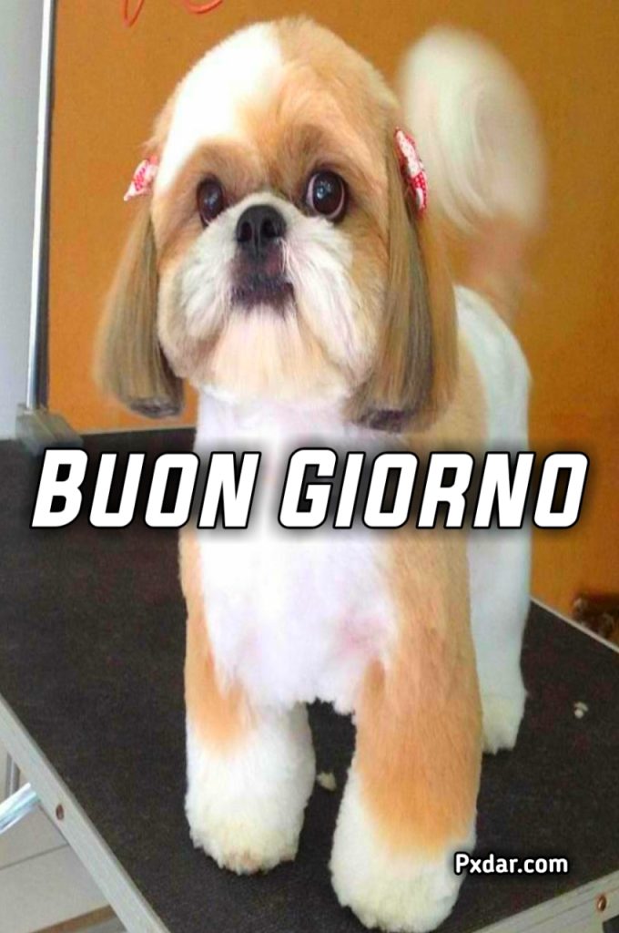 Www Immagini Di Buongiorno Per Whatsapp Con Cani E Gatti