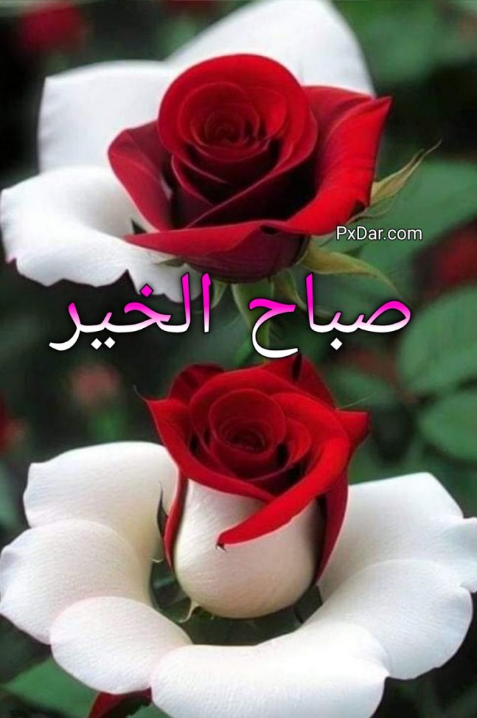 صور صباح الخير ورد