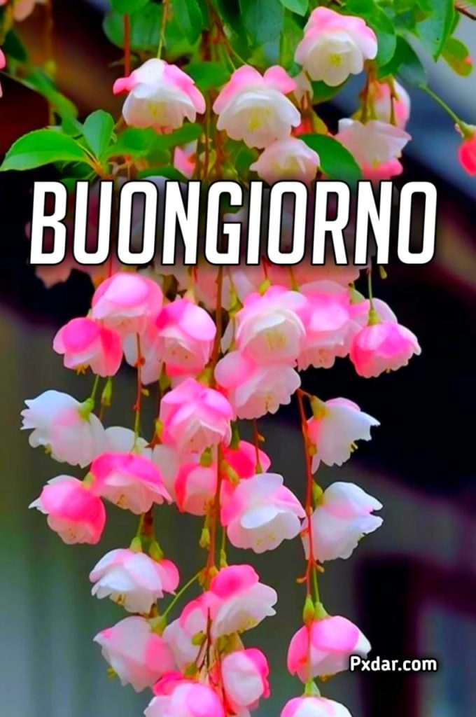 Buongiorno 2024 Immagini Gratis