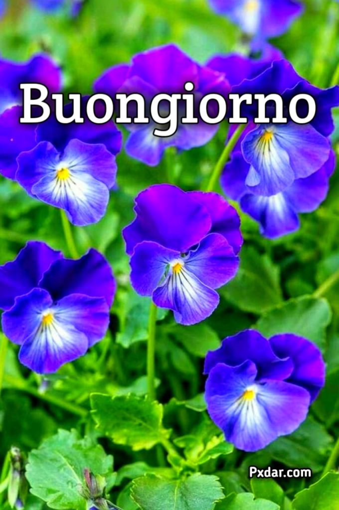 Buongiorno Buona Domenica Primaverile