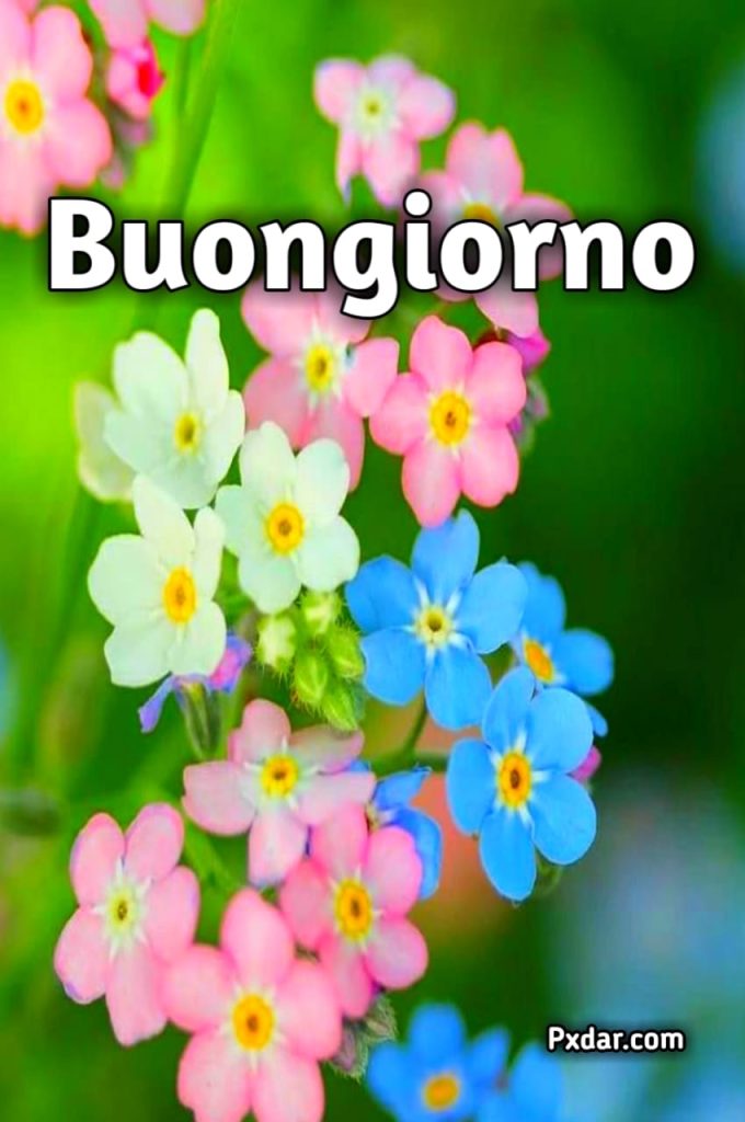 Buongiorno Con Fiori Primaverili