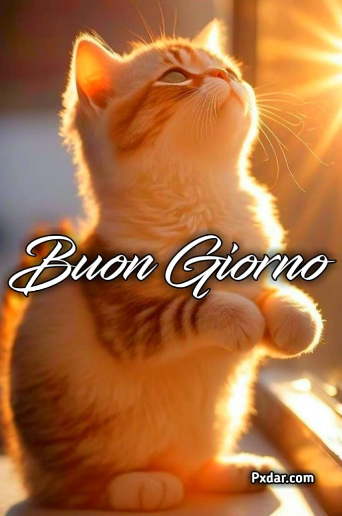 Buongiorno Con Gattini