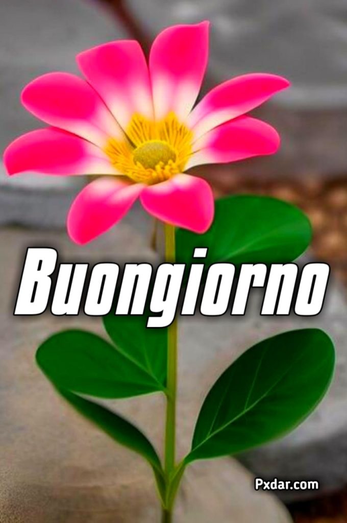 Buongiorno Fiori