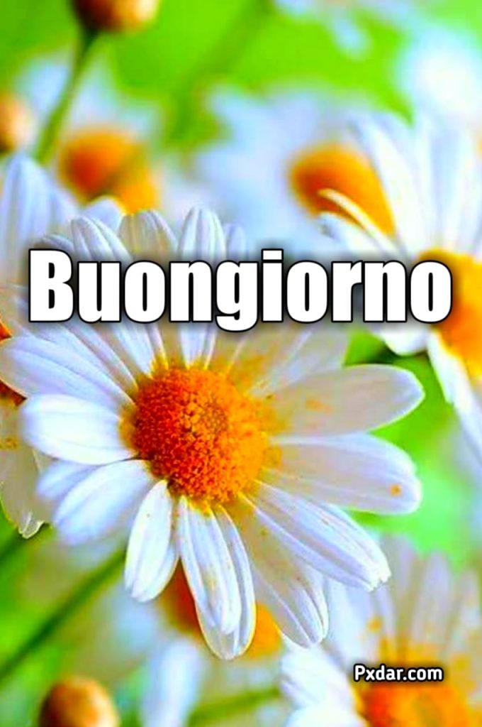 Buongiorno Fiori Primaverili