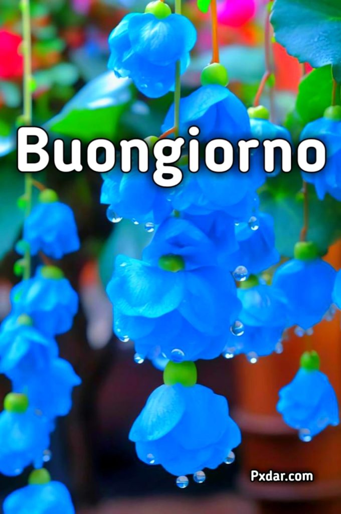 Buongiorno Fiorito