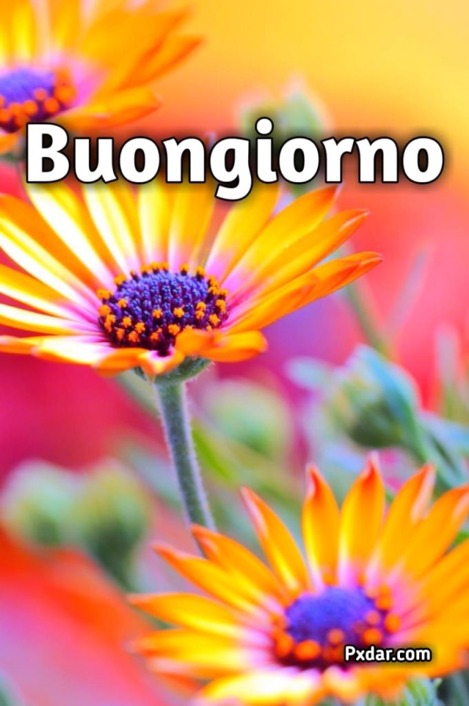 Insolito Buongiorno Originale