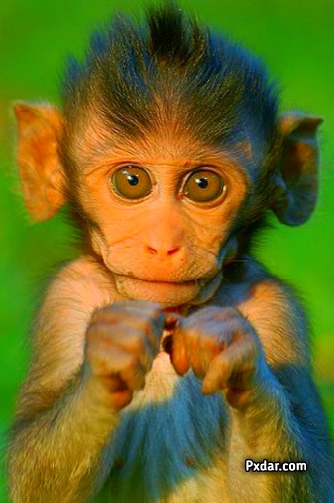 Monkey Wallpapers - Apps on Google Play