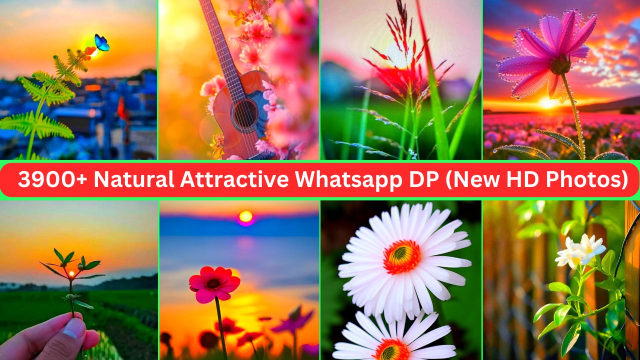 3900+ Natural Attractive Whatsapp Dp (new Hd Photos, Wallpaper 4k 2024)