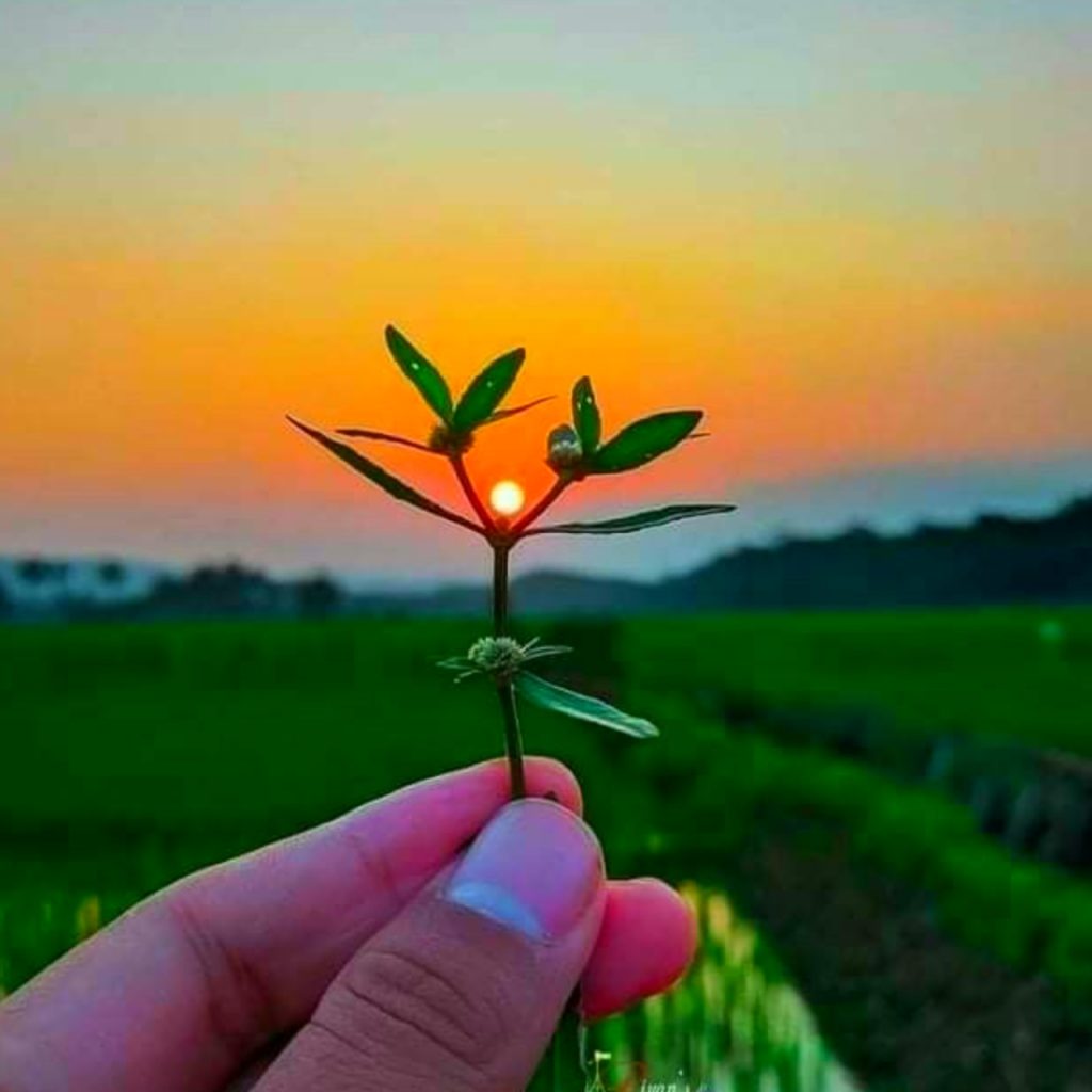 Nature Dp, Nice Dp For Whatsapp Profile